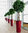 Lechuza Pflanzgefäß Delta 40 Komplettset 15559 rot Design Blumentopf Kunststoff + Erd-Pflanz-Einsatz