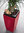 Lechuza Pflanzgefäß CUBICO 40 COLOR Komplettset 13158 schiefergrau Design Blumentopf + Pflanzeinsatz