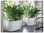 Lechuza Pflanzgefäß Delta 20 + Komplett-Bewässerungs-Set 15560 weiß Fensterbank Design Blumenkasten