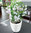 Lechuza Pflanzgefäß CLASSICO PREMIUM LS 21 Komplettset 16025 taupe Design Blumentopf + Pflanzeinsatz