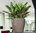 Lechuza Pflanzgefäß CLASSICO PREMIUM LS 43 Komplettset 16080 weiß Design Blumentopf + Pflanzeinsatz
