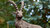Rottenecker Bronze Garten Figur STEINBOCK GROSS 88584 H=85cm