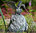 Rottenecker Figur Drachenvogel Terrador klein 90169 Bronze B=28cm