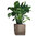 Lechuza Premium Pflanzgefäß CUBE 30 Komplettset 16465 taupe Design Blumentopf + Pflanzeinsatz