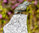 Rottenecker Bronce Figur EISVOGEL 89003 Flügel geschl. H=7,5cm