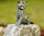 Rottenecker Bronze Gartenfigur Junge Katze sitzt 89006 H=13cm