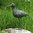 Rottenecker Gartenfigur Brachvogel 88471 Bronze Figur H=42cm